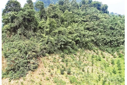 Một diện tích đất rừng do Công ty Lâm nghiệp Bắc Kạn quản lý tại xã Dương Phong (huyện Bạch Thông) nhưng một phần đã “biến” thành đất trồng cam, quýt.