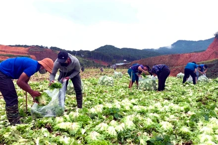 Áo xanh tình nguyện trên những cánh đồng rau được người dân Lâm Đồng hỗ trợ các vùng dịch.