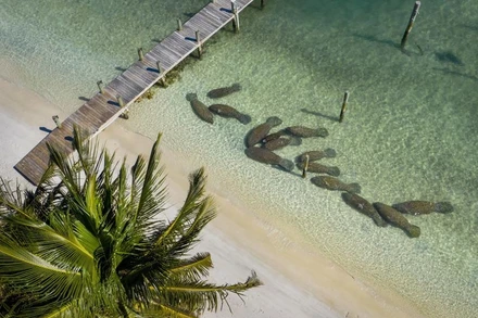 Lợn biển tập trung đông đúc gần dòng nước ấm từ nhà máy điện của Florida ngày 5/2/2021. Ảnh: AP.