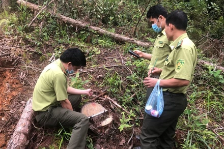 Lực lượng kiểm lâm kiểm đếm số cây thông đã bị khai thác trái phép tại bản Hua Sa A, xã Tỏa Tình, huyện Tuần Giáo.