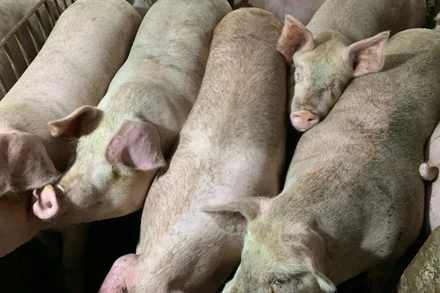 Đàn lợn tại huyện Cát Hải đang bị dịch tả lợn châu Phi đe dọa.