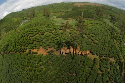 Xung đột xảy ra khi con người và động vật hoang dã sống gần nhau. Ảnh: Kalyan Varma.