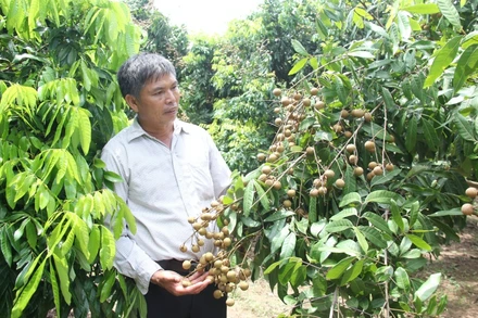 Hộ gia đình ông Trần Văn Mí, xã Tân Hưng, thành phố Hưng Yên, tỉnh Hưng Yên được mùa nhãn.