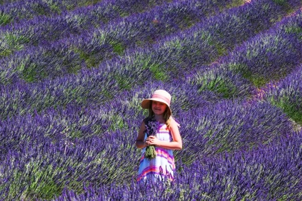 Bé gái chụp ảnh giữa vườn hoa oải hương nở rộ ở Valensole hôm 1/7 (Ảnh: Xinhua)