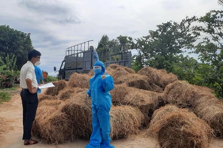 Qua vận động, đến ngày 8/7, huyện Sông Hinh đã tiếp nhận 620 cuộn rơm khô để hỗ trợ những hộ đồng bào dân tộc thiểu số bị cách ly có thức ăn cho 2.280 con bò.