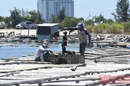 Hiện tại, một số lượng lớn hải sản của người dân đang nuôi thả, không thể xuất bán vì hàng quán đóng băng do dịch Covid-19.