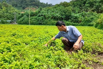 Kiểm tra sự phát triển của cây thạch đen tại xóm Nà Lẹng, xã Trọng Con, huyện Thạch An (Cao Bằng).