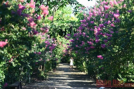 Mùa hoa tường vi