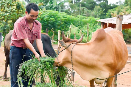 Người dân buôn Hiao, chăm sóc đàn bò của gia đình.