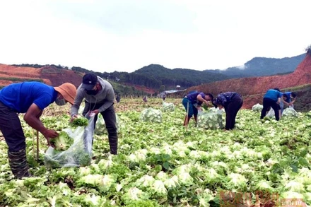 Áo xanh tình nguyện trên những cánh đồng rau được người dân Lâm Đồng hỗ trợ các vùng dịch. Ảnh: MAI VĂN BẢO.