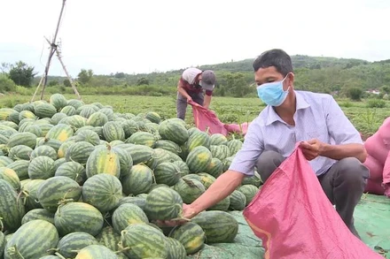 Thông qua Hội Nông dân, bà con xã An Lĩnh đã thu hoạch và  tiêu thụ được hơn 30 tấn dưa và chuối với giá ổn định.