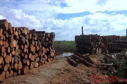 Gỗ đước chất đống ở ấp Ông Định, xã Tân n Tây (huyện Ngọc Hiển) nhưng chưa có đầu ra.