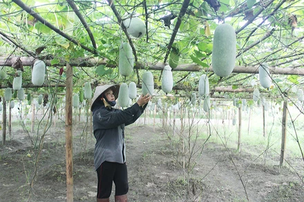 Bí xanh thơm của Bắc Kạn là sản phẩm OCOP có chất lượng thơm, ngon, có thể bảo quản được vài tháng sau thu hoạch. (Trong ảnh: Người dân xã Yến Dương, huyện Ba Bể chăm sóc cây bí xanh thơm - ảnh: HƯƠNG DỊU)