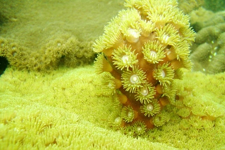 Chiêm ngưỡng san hô hồi sinh trong lòng di sản Vịnh Hạ Long