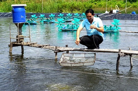 Chủ tịch Hợp tác xã nuôi tôm năng suất cao Tân Hưng thăm ao tôm đến lứa nhưng không thu hoạch vì giá đang giảm.