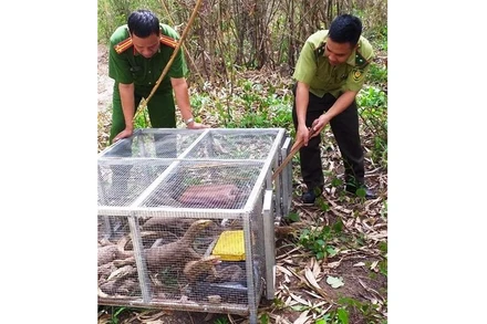 Lực lượng chức năng tiến hành thả kỳ đà vân tịch thu được về môi trường tự nhiên.