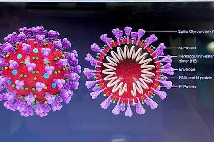 Vì sao virus SARS-CoV-2 có thể gây tổn thương cho toàn bộ cơ thể?