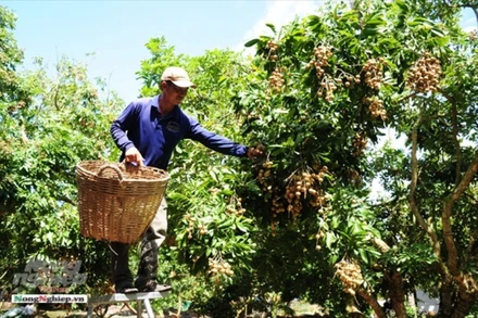 Đầu ra của nhãn và nhiều sản phẩm OCOP gặp khó do dịch bệnh Covid-19 diễn biến phức tạp (ảnh: Báo Nông nghiệp Việt Nam)