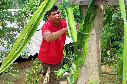 Già Hồ Khiên chăm sóc vườn.