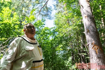 Làng Ivano-Kazanka ở vùng Iglinsky (CH Bashkortostan, LB Nga) ngày càng nổi tiếng với những gia đình nhiều thế hệ nuôi ong trên cây sống. Trong số đó, có gia đình ông Fanis Khalilov (trong ảnh). 