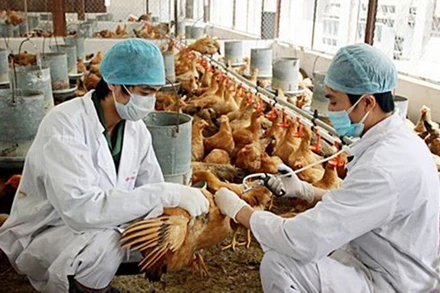 Tại Việt Nam từ đầu tháng 6/2021 đến nay đã phát hiện chủng virus cúm gia cầm A/H5N8.