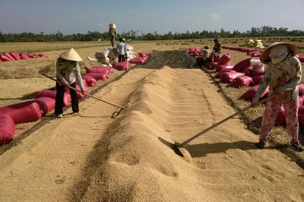 Để giúp dân tiêu thụ lúa, rau màu, tỉnh An Giang đã thành lập đường dây nóng và Tổ phản ứng nhanh hỗ trợ tiêu thụ nông sản trong thời điểm giãn cách xã hội.