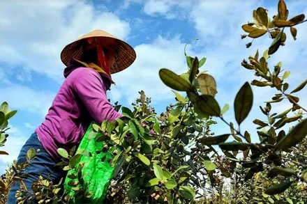 Người dân Cao Quảng thu hoạch sim. (Ảnh: CTV) 