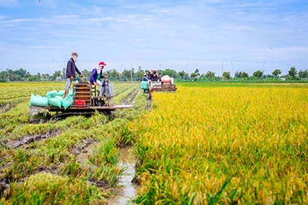 Vụ Hè thu lúa chín đến đâu, nông dân cần tranh thủ thu hoạch đến đó, với phương châm “xanh nhà hơn già đồng” .