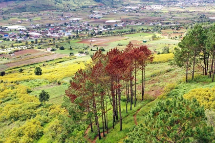 Khu vực cây thông ba lá bị “đầu độc” cách cao tốc Liên Khương - Prenn không xa. 
