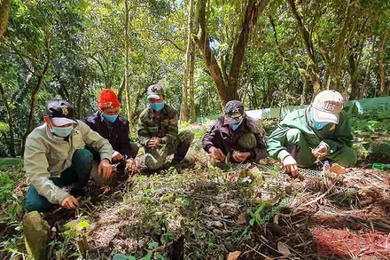 Công nhân Sâm Ngọc Linh Kon Tum K5 cẩn thận xới những cây con sâm Ngọc Linh.