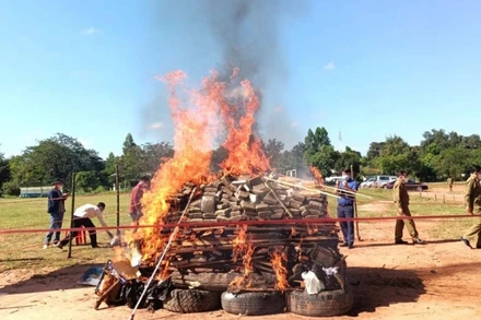 Lực lượng chức năng Lào tiêu hủy ma túy trong khuôn khổ Chương trình quốc gia giải quyết vấn đề ma túy.
