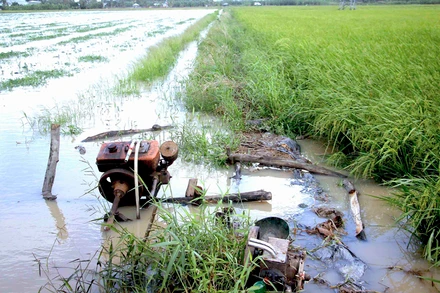 Việc bơm nước cứu lúa của nông dân xã Khánh Hưng (huyện Trần Văn Thời) gặp khó vì đâu đâu cũng ngập.