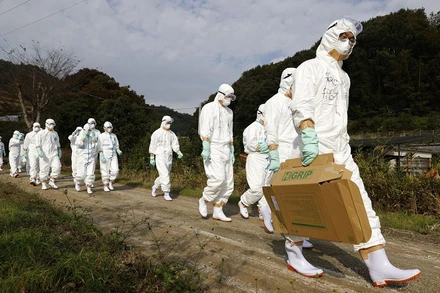 Các quan chức đến khảo sát một trang trại nghi là ổ dịch cúm gia cầm ở miền tây Nhật Bản năm 2020. (Ảnh: Reuters)