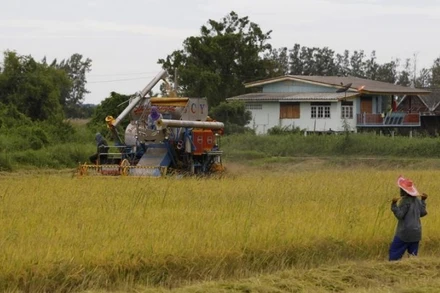 Một người nông dân đang cấy lúa trên cánh đồng ở tỉnh Nakhonsawan. (Ảnh: Reuters)