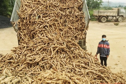 Sắn được người dân thu hoạch bán cho nhà máy.