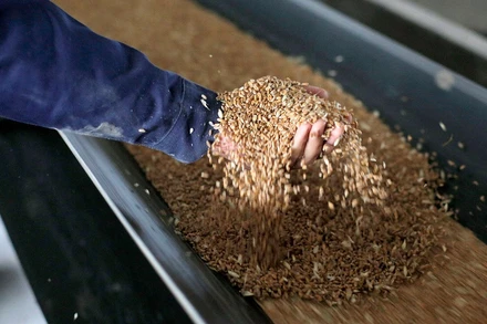 Tháng 10 là tháng thứ ba liên tiếp giá lương thực thế giới tăng, lên mức cao nhất trong một thập kỷ qua. (Ảnh: FAO)