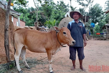 Trao bò cho hộ nghèo miền núi Quảng Ngãi. 