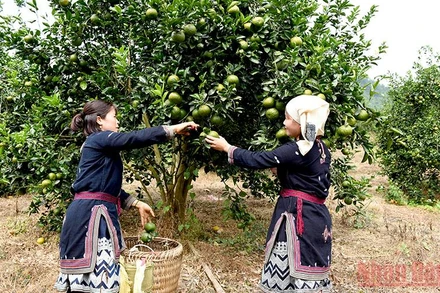 Cam sành Hàm Yên đã vào mùa thu hoạch.