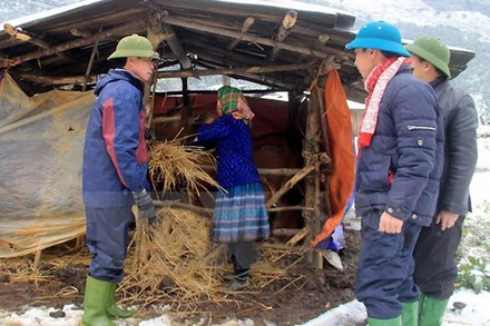 Tăng cường các biện pháp phòng, chống rét cho vật nuôi. (Ảnh minh họa)