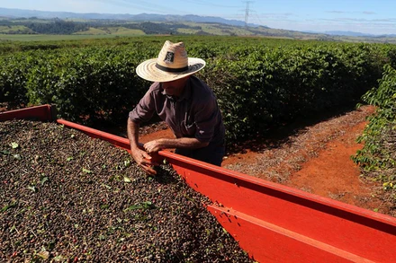 Thu hoạch cà-phê tại Brazil. (Ảnh: Reuters)