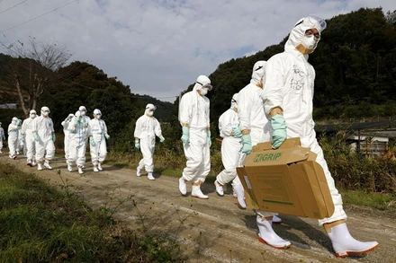 Nhân viên kiểm dịch mặc đồ bảo hộ đến điều tra 1 trường hợp nghi nhiễm cúm gia cầm ở 1 trang trại tại thành phố Higashikagawa, tỉnh miền tây Kagawa, Nhật Bản, ngày 8/11/2020. (Ảnh: Kyodo)