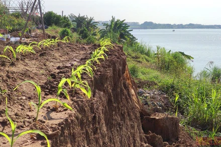 Thôn Sơn Hô, xã Văn Đức, huyện Gia Lâm (Hà Nội) xuất hiện nhiều đoạn sạt lở lớn tại bờ bãi sông Hồng. (Ảnh: Minh Duy)