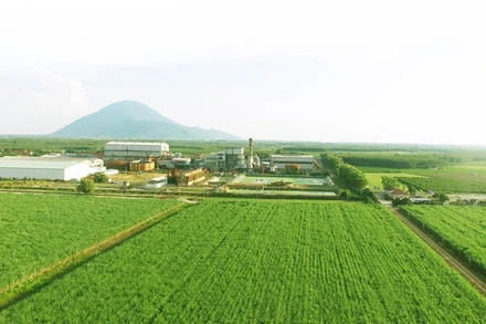 Tiềm năng từ năng lượng tái tạo trong phát triển bền vững mía đường.