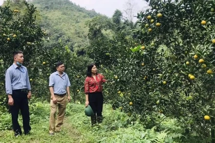 Lãnh đạo huyện Bạch Thông kiểm tra, nắm tình hình tiêu thụ cam quýt.