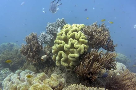 Rạn san hô Great Barrier ở Australia. (Ảnh: AFP/TTXVN)