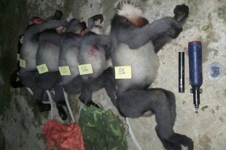 Tang vật 5 cá thể động vật nghi voọc chà vá chân xám bị bắn chết. (Ảnh: Hạt Kiểm lâm huyện Ba Tơ cung cấp). 