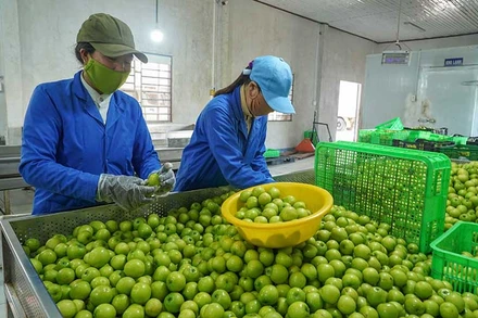 Công nhân Công ty TNHH Sản xuất, thương mại, dịch vụ Ba Mọi, huyện Ninh Phước (Ninh Thuận) phân loại, chọn quy cách quả táo trồng theo hướng VietGap sau thu hoạch để cung ứng cho thị trường trên cả nước. 