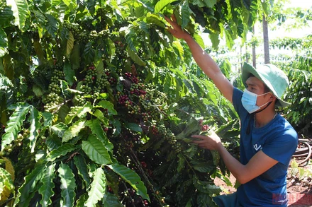 Vườn cà-phê gia đình anh Vũ Văn Hanh (làng Út 1, xã Ia Hrung, huyện Ia Grai) đến thời kỳ chín rộ nhưng thiếu nhân công thu hoạch. (Ảnh: Minh Nguyễn)