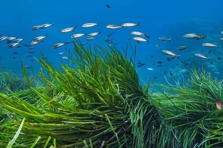 Phát hiện loài vi khuẩn cộng sinh trong rễ cỏ biển giúp lưu trữ carbon dưới biển với khối lượng lớn. Ảnh: Getty Images.