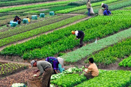 Đại dịch Covid-19 tạo ra nhiều áp lực hơn đối với hệ thống thực phẩm, đặt ra nhu cầu về sức khỏe tốt hơn.